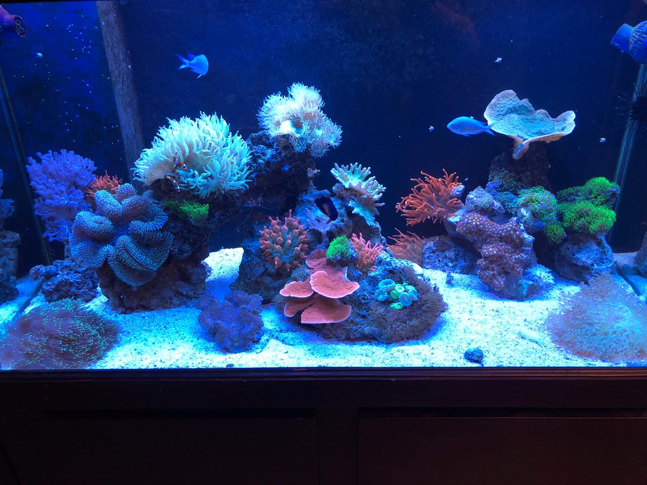 coral grow with aquafin