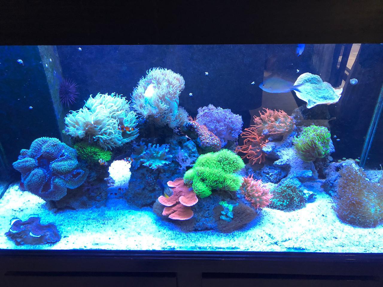 coral grow with aquafin