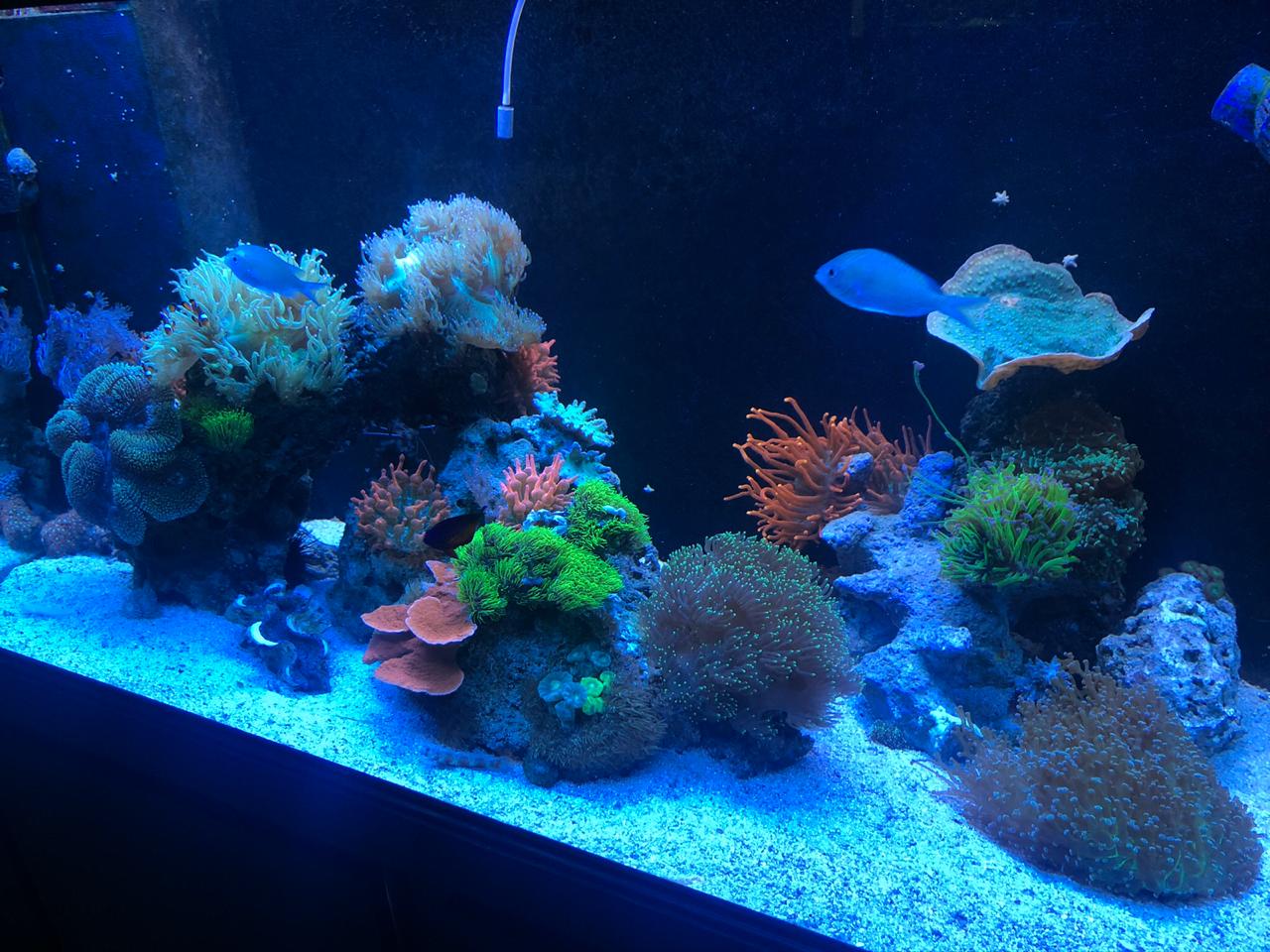 coral grow with aquafin